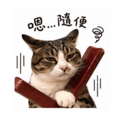 鬆貓們厭世斑