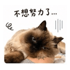 鬆貓們厭世亮