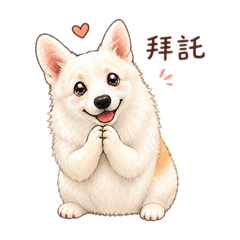 吉米是柯基
