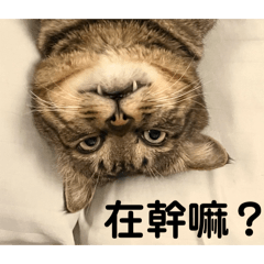 四郎小貓咪