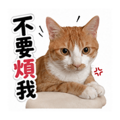 Mico 寶寶