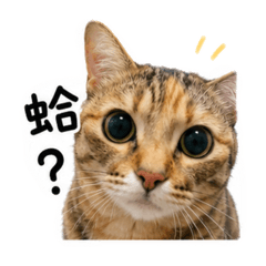 喵有話說-3