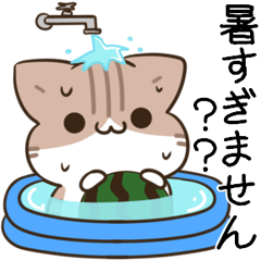 unmotivated calico cat summer 4