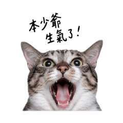 少爺系列