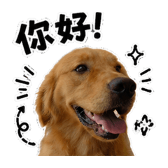 黃金獵犬Mini