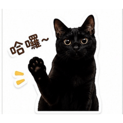 可愛的小黑貓咪