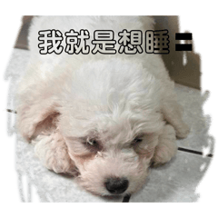 陳家比熊❤️❤️