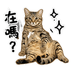 冬瓜醬123