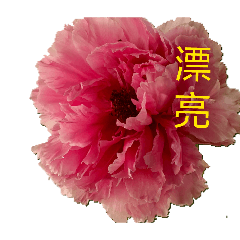 彤美
