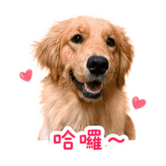 老妹lame