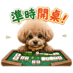 泰迪貴賓-寶貝-麻將日常