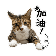 廖輝輝