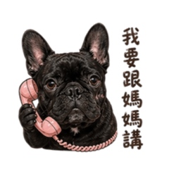 521天使福氣狗