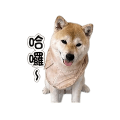 羅家二公主（阿財日常）