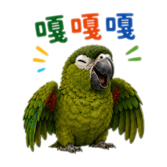 紅肩鸚鵡-暖心鳥日子