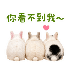 三姐妹的小兔子