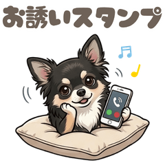[Invitation] Black Chihuahua