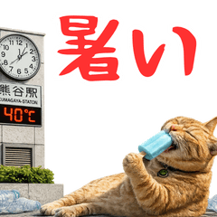 小花貓咪的埼玉日常趣事貼圖(日文)