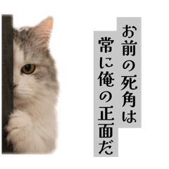 Hard-Boiled Ragamuffin Cat