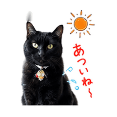 A Summer Day for Sumire the Black Cat
