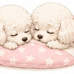 A clingy toy poodle 2026-07 Ver.