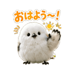 Fuwamaru Bird Daily