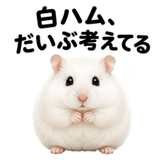 Overthinking White Hamster