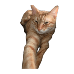 Tigertigers