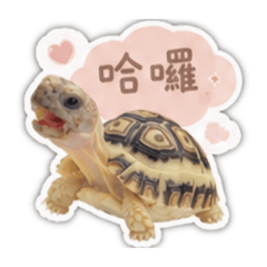 瑰瑰日常對話