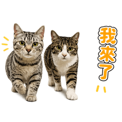 奶油玉米