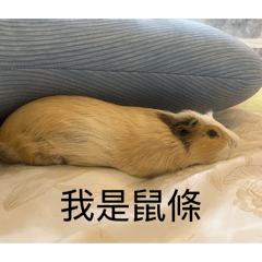 迷因勞贖2