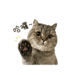 炭炭生活包2.0