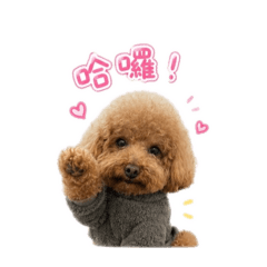 寶貝BoBo