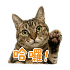 點點生活包2.0