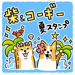 Shibainu and Corgi in Summer!!