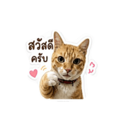 Kcatcat