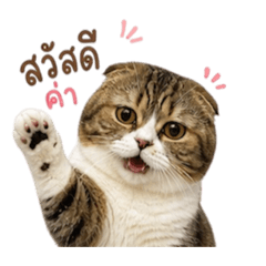 Boss_20260502182856