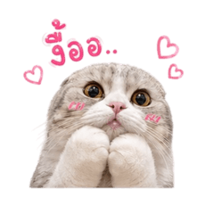 Chibi meow no.1