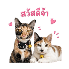 Mao & Jee : Meowments