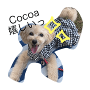 toy poodle cocoa 1