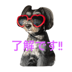 Schnauzer.and.bond