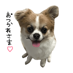 dog chiwawa