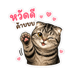 Udon Salid Cat