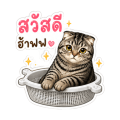Udon Salid Cat 2