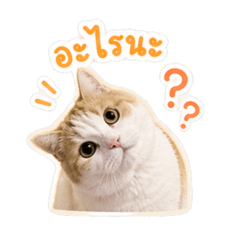 SOBA Meaw Som