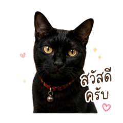 Seua Dum Tua Yai
