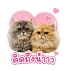 Poonyavee_20260506231406