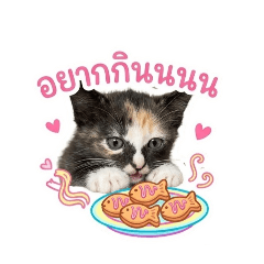 my 3 cat