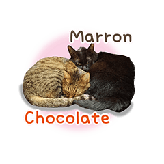 ChocolateMarron