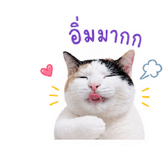 Calico Cat Cute Cute